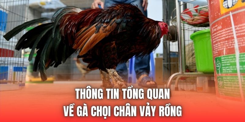 Thông tin tổng quan về gà chọi chân vảy rồng
